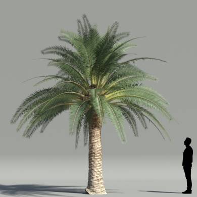 True date palm V2 - 3DGarden Library for 3ds Max True date palm V2 - 3DGarden Library for 3ds Max