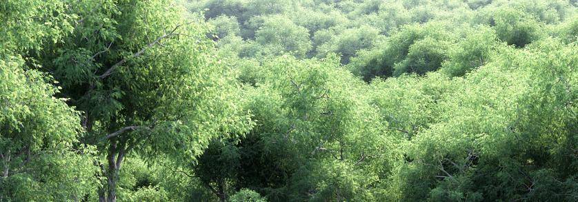 New Summer 3d Trees Collection