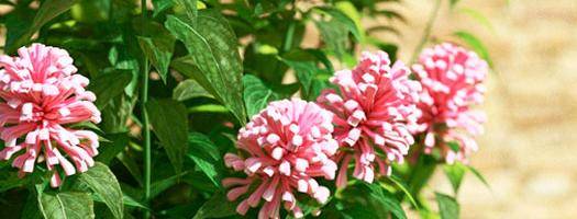 Bushes and Flowers vol.2