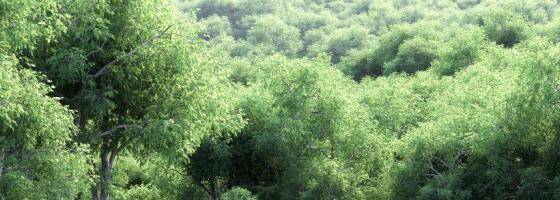 New Summer 3d Trees Collection