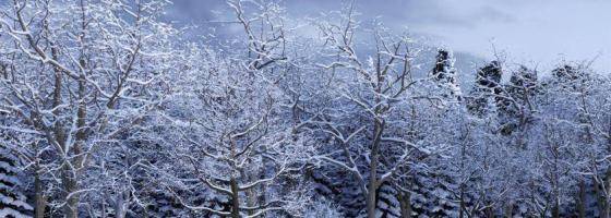 Snowy Trees