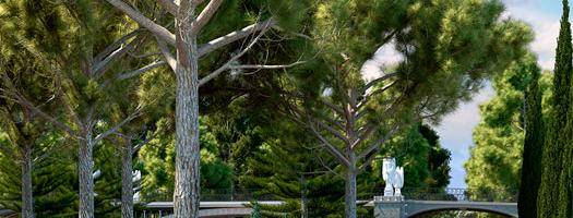 New Mediterranean Pine Trees Collection