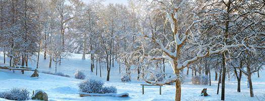 New Winter Trees Volume 2 collection