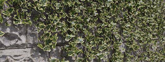 Actualizaciones de Forest Ivy: ¡nuevas funciones y mejoras para mejorar las plantas trepadoras en 3ds Max!