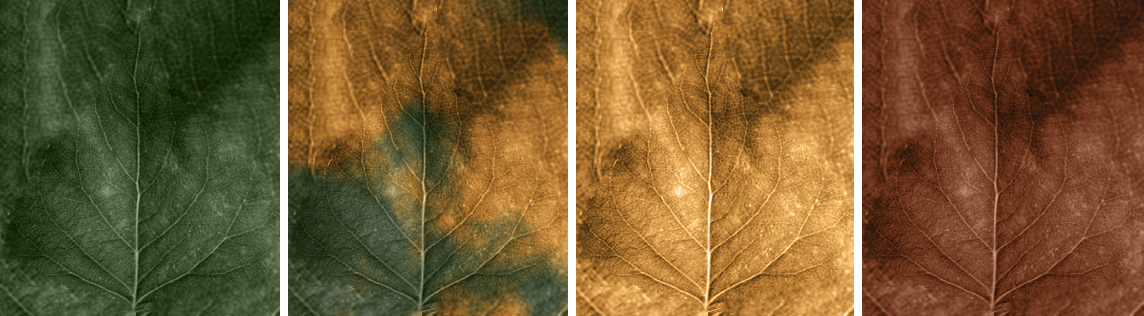 Creating Trimmed Hedges and Topiary-image2017-4-26_17-29-53.png