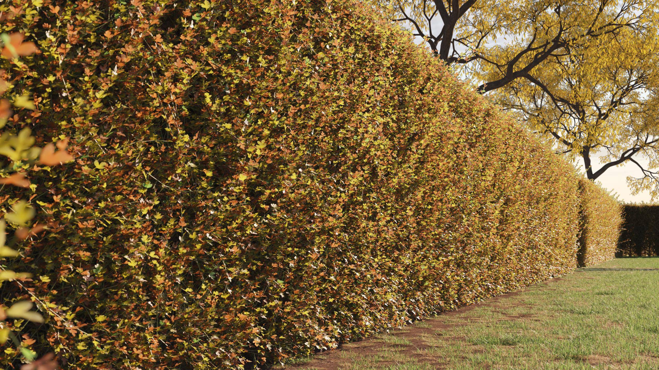 After Without vs with 3 different leaf colours After Without vs with 3 different leaf colours