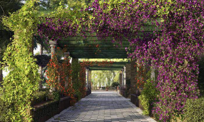 Create climbing plants with ForestIvy for 3ds Max